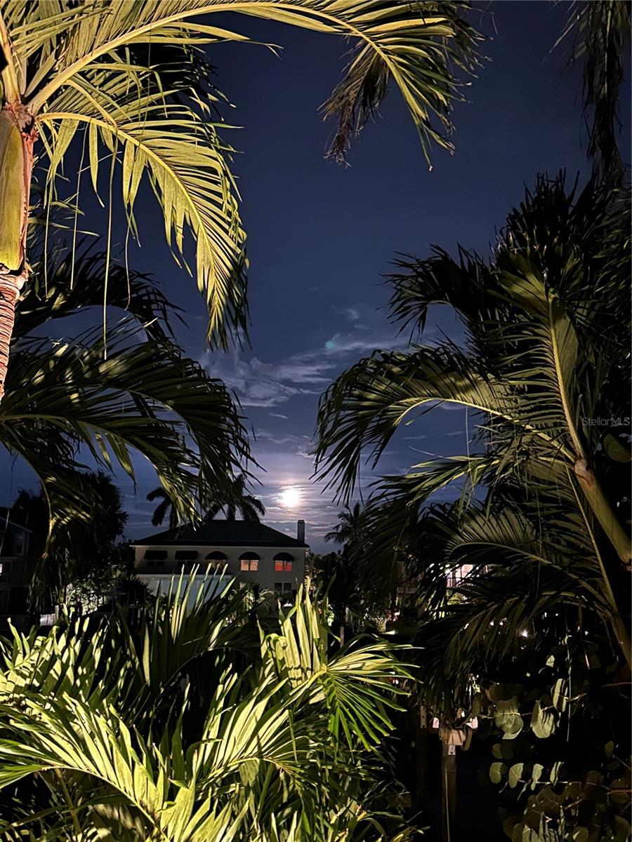 Palm tree shaded full moon