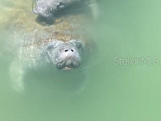 Gentle manatees visit the dock regularly