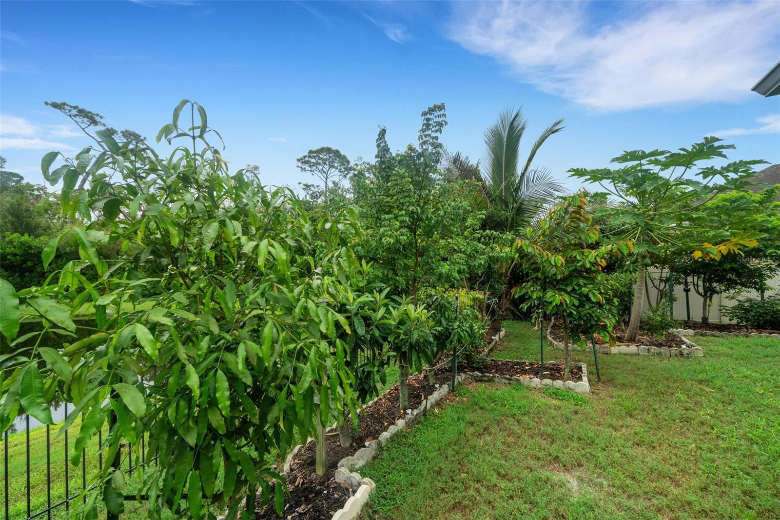 Fruit Trees & Assorted Plants