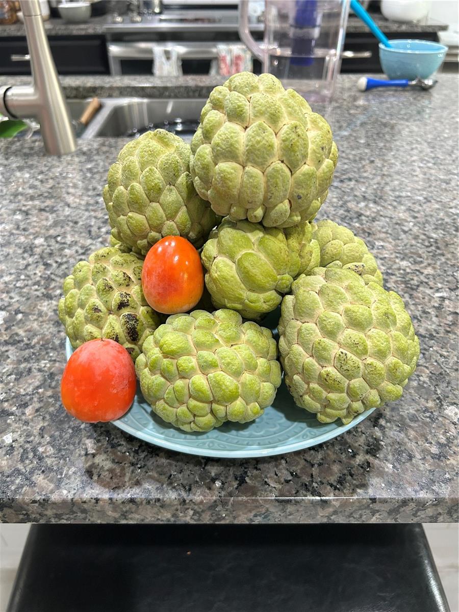 Fruits from yard