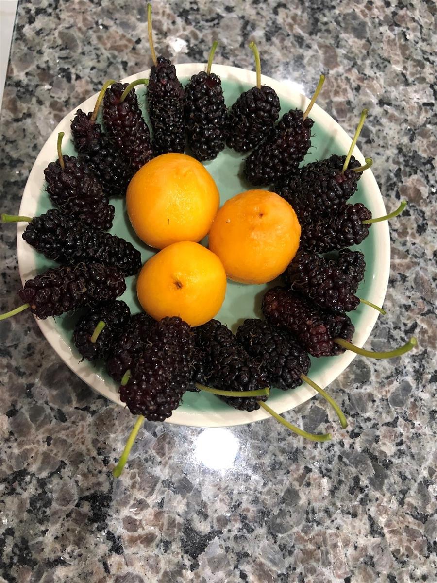 Fruits from yard