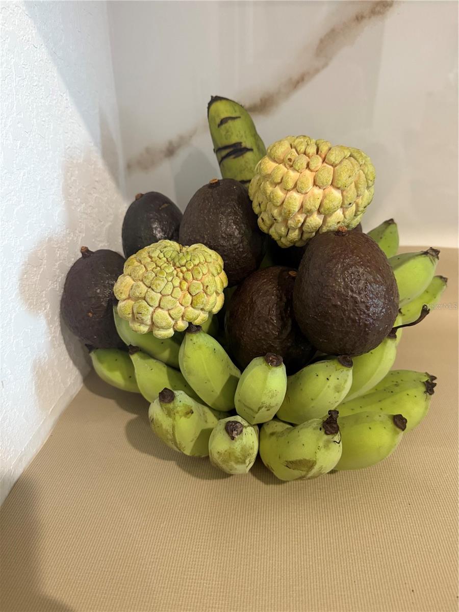Fruits from yard