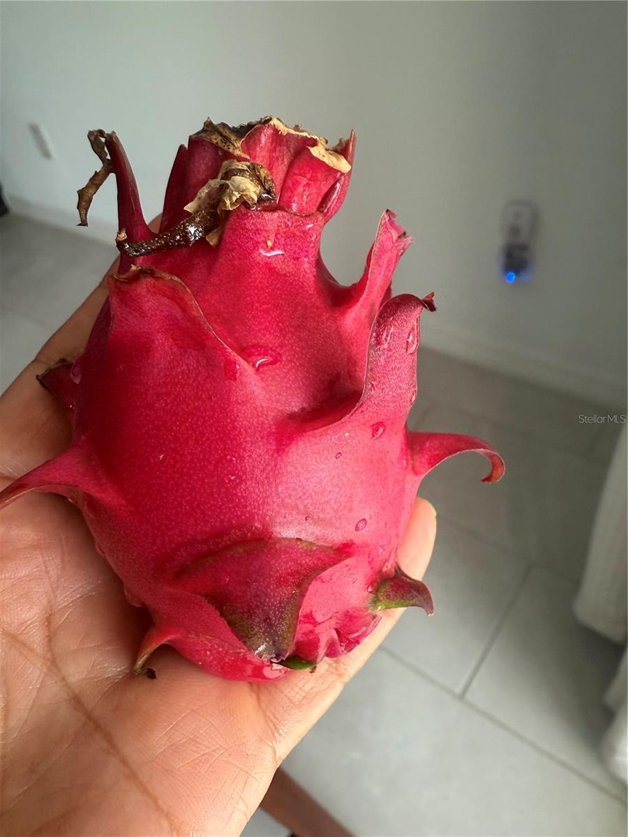 Fruits from yard
