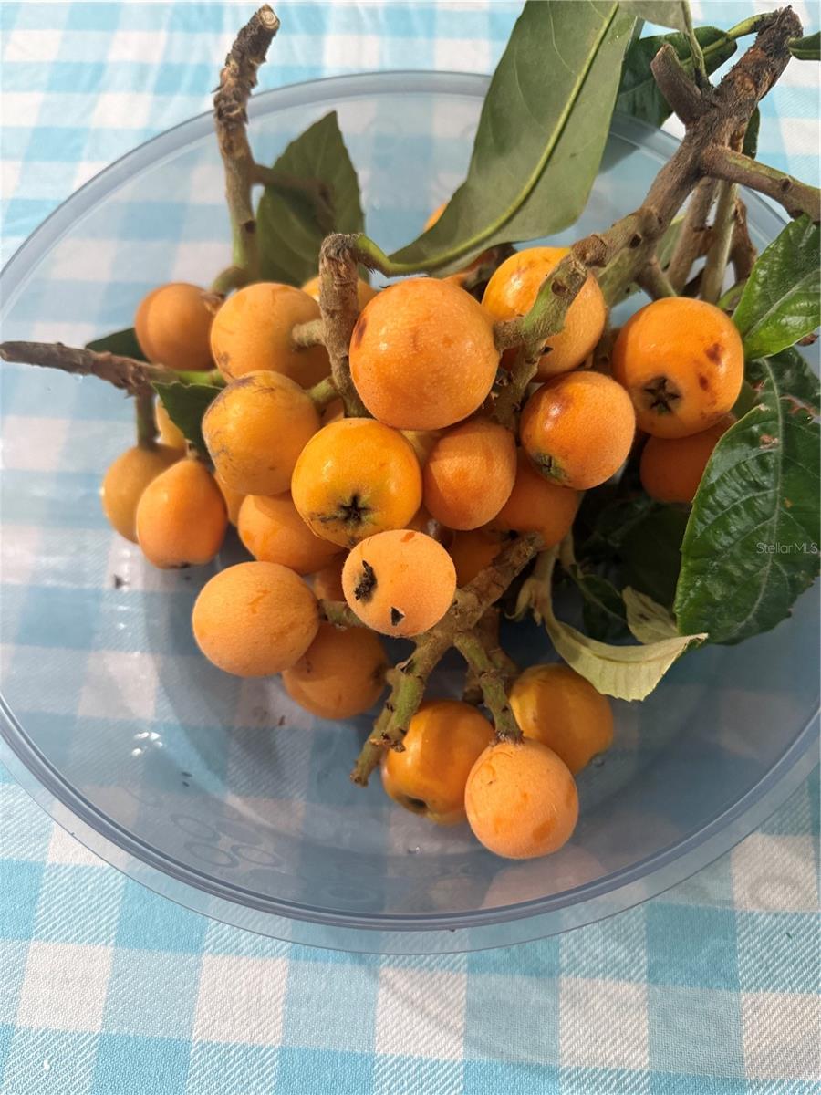 Fruits from yard