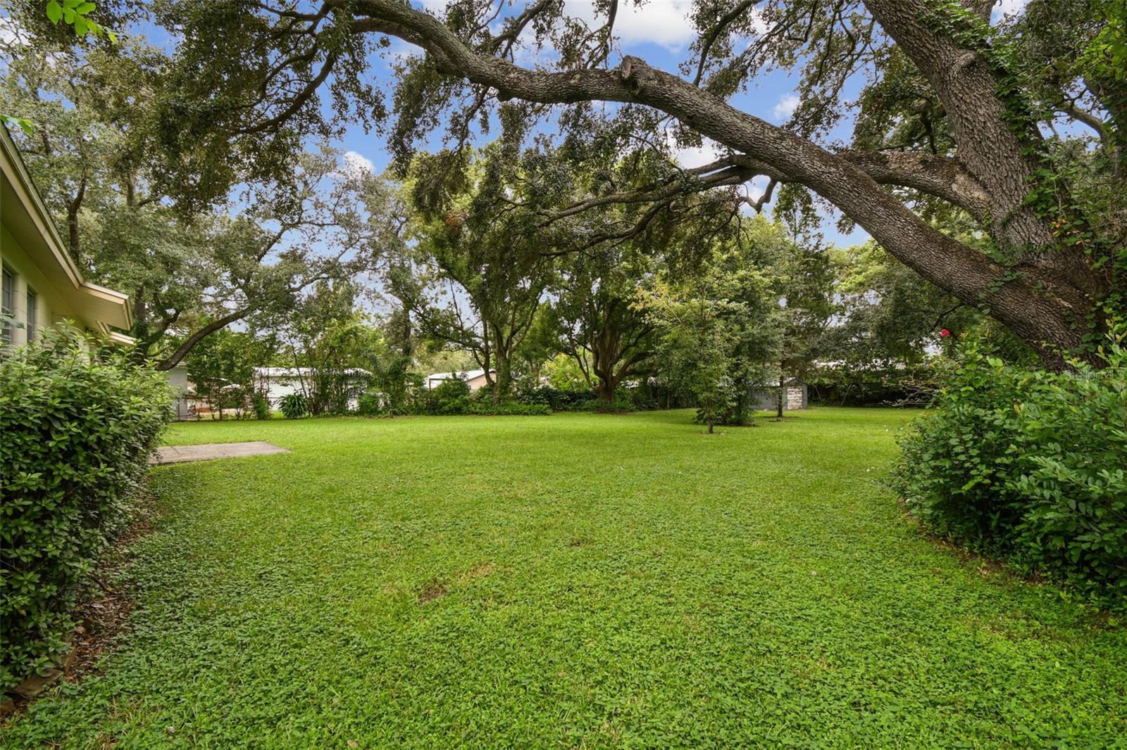 Backyard