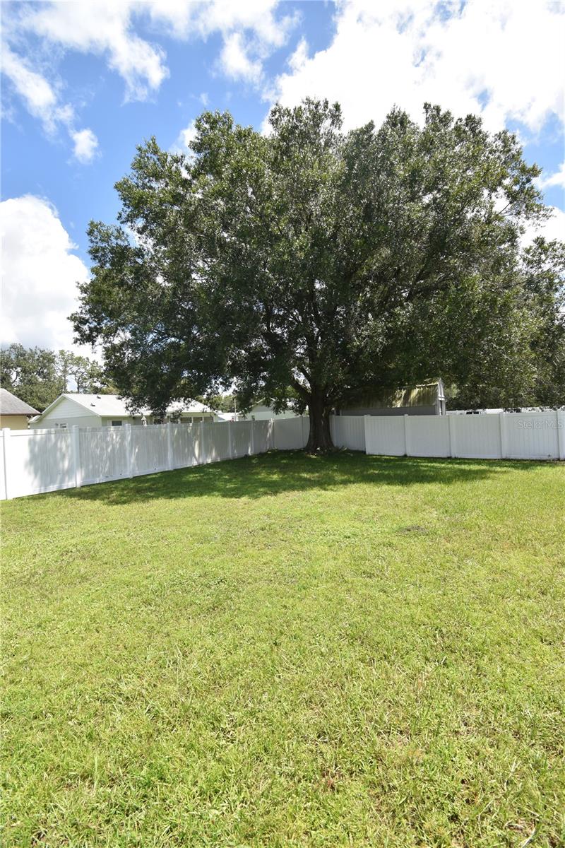 Backyard Mature tree