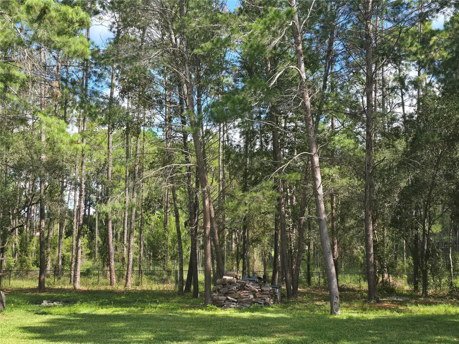 Woods