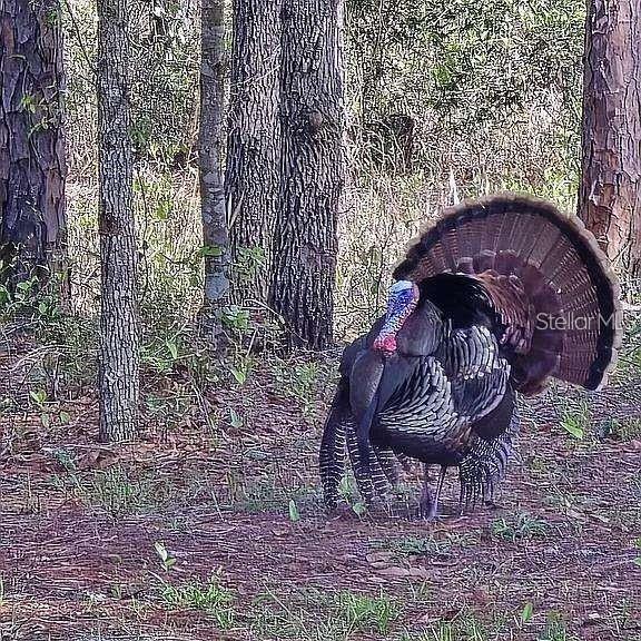 Turkeys, Owls, Hawks