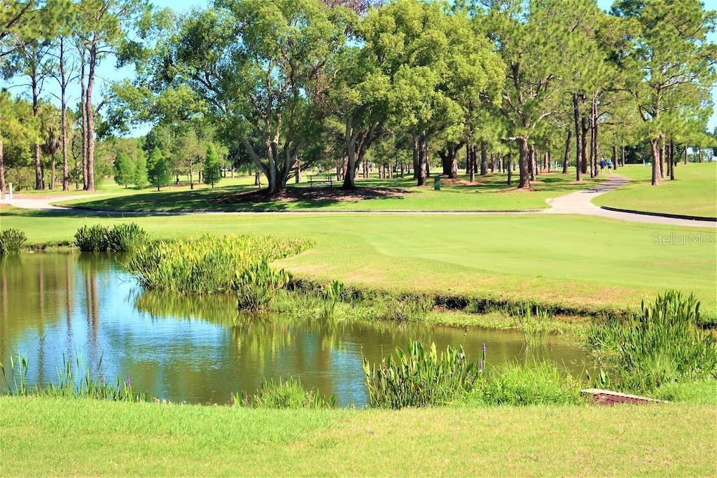 Golf course water hole