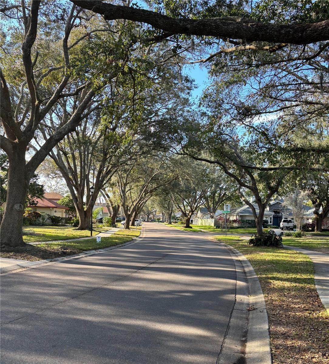 Tree-lined Streets