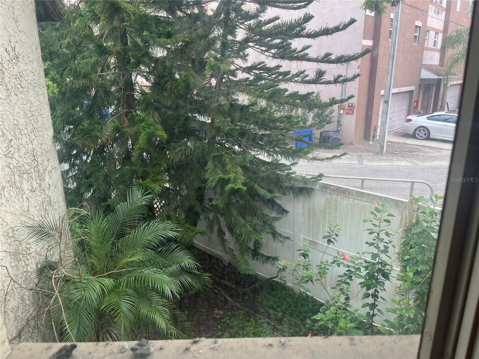 back yard