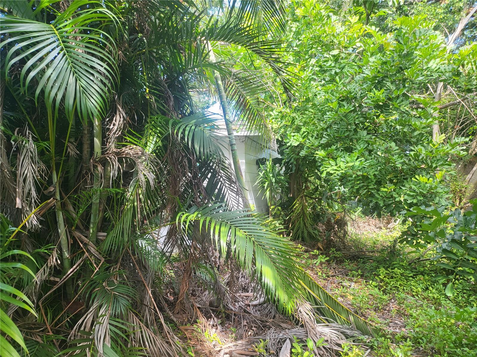 Back of house Overgrown