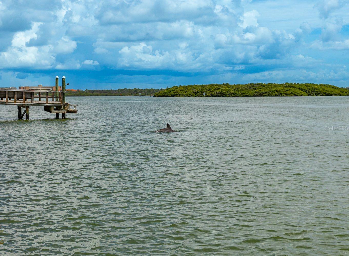 Daylight Dolphin Spotting
