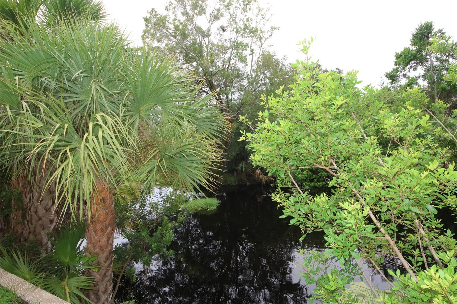 Creek view