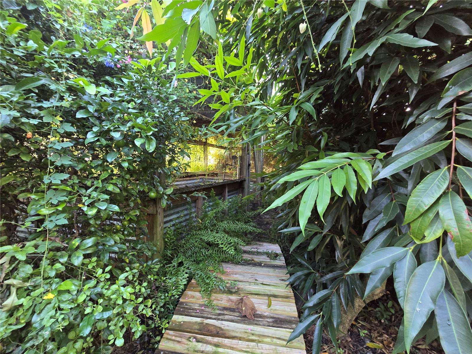 Backyard