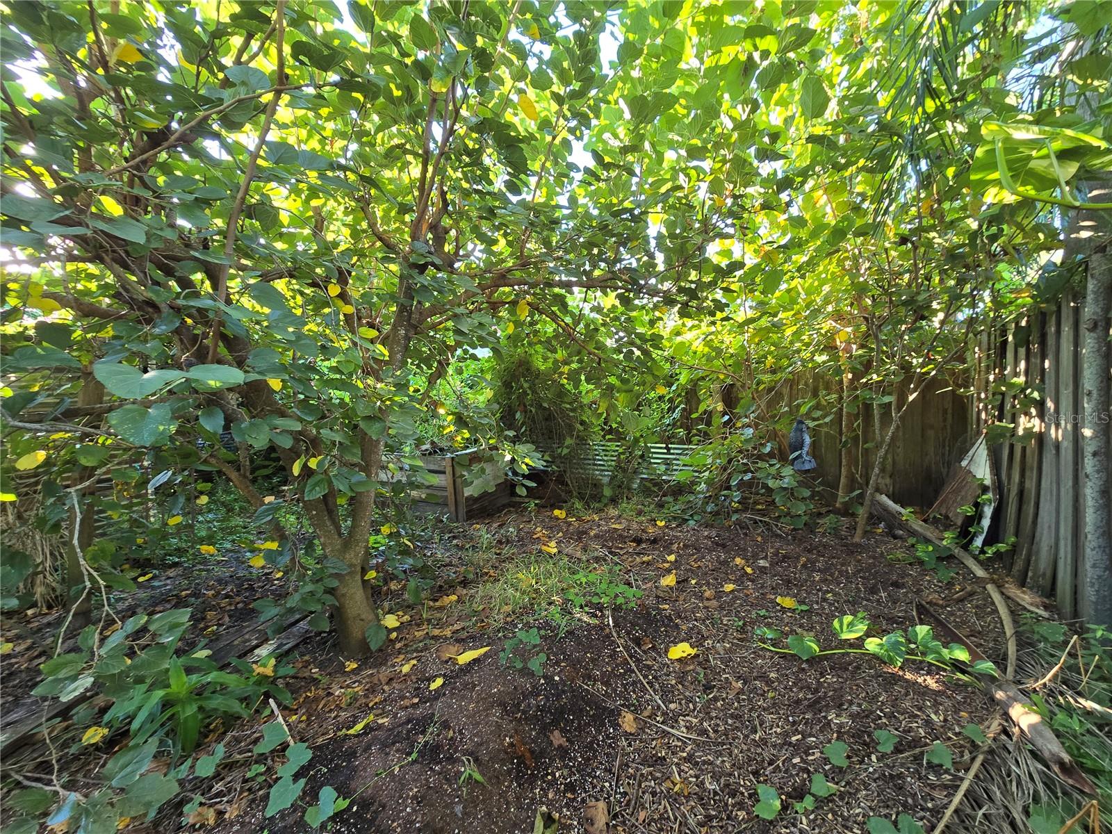 Back yard