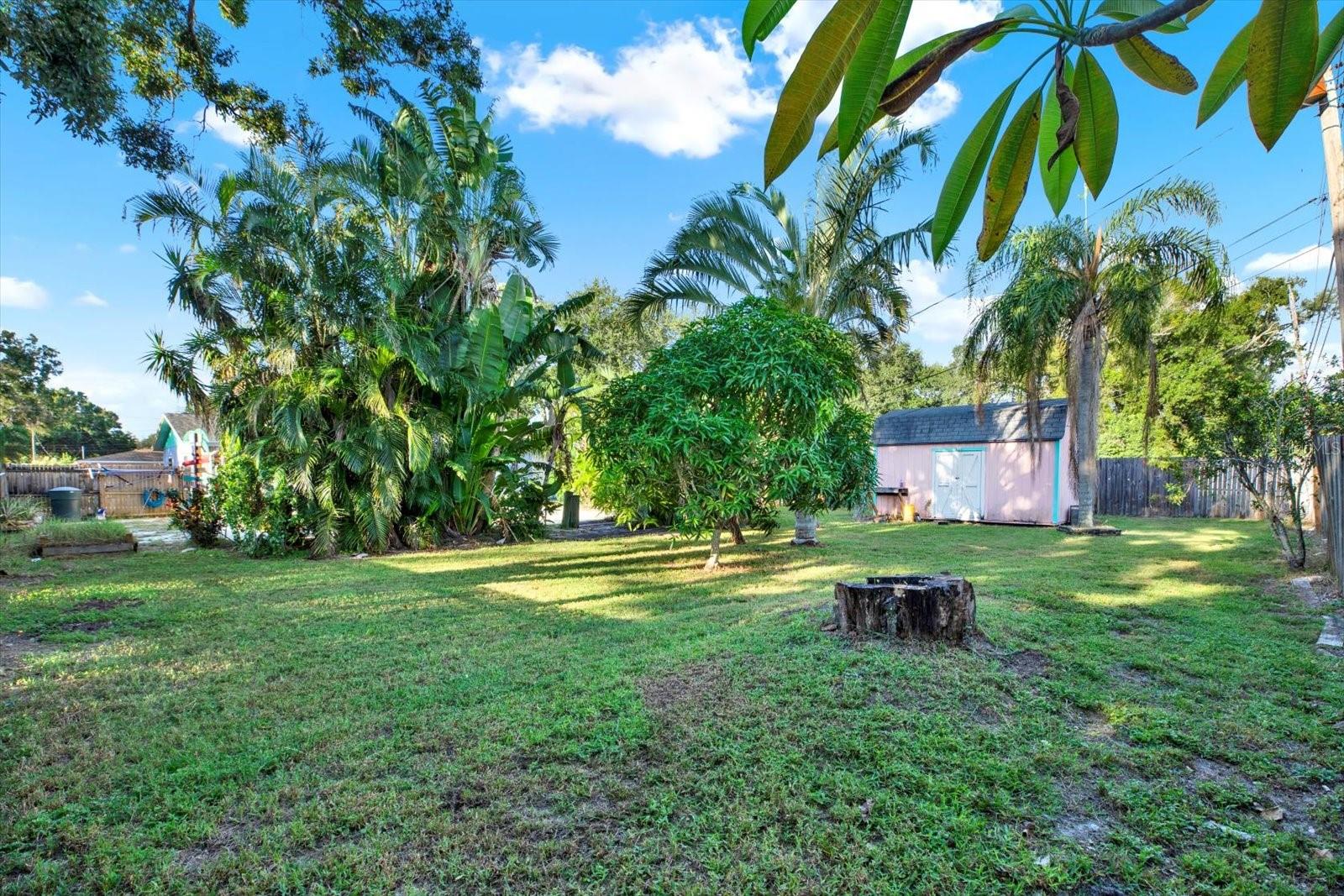 Back Yard