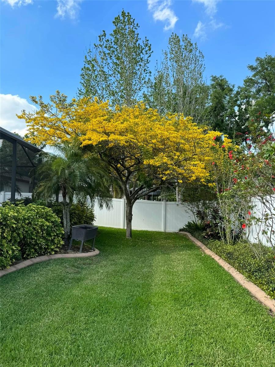 Backyard