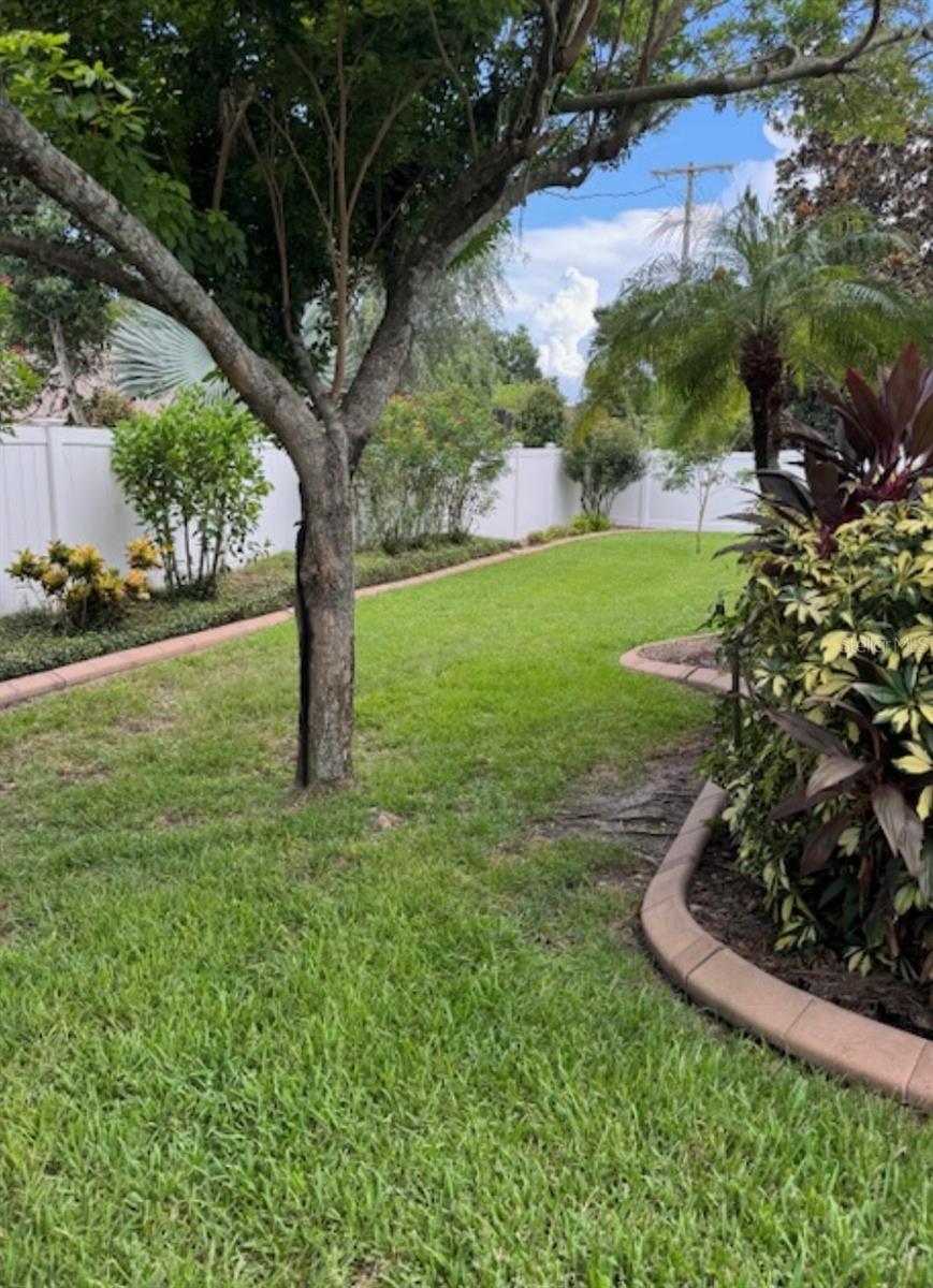 Back Yard