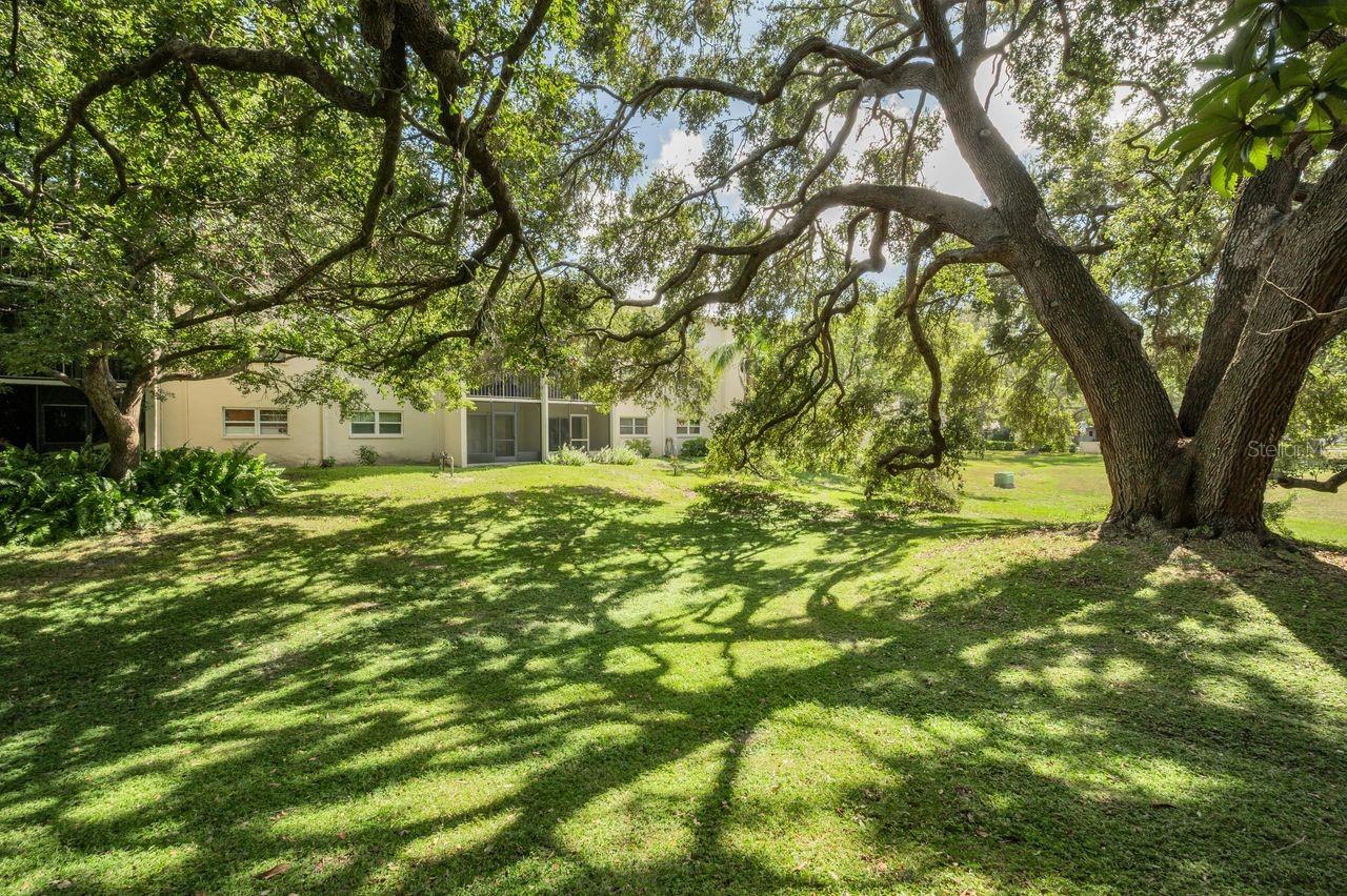 back courtyard w/ mature oak trees