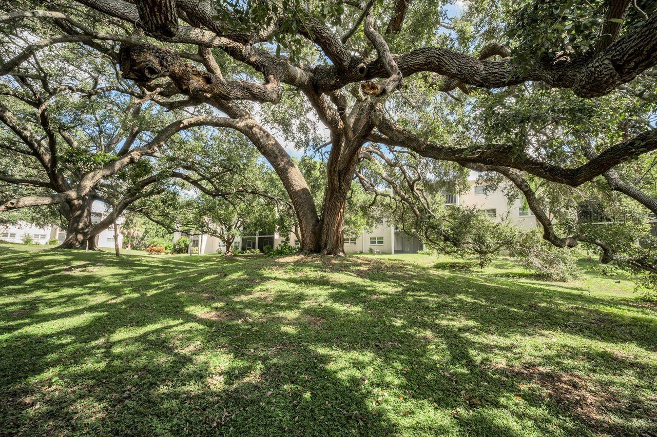 back courtyard w/ mature oak trees