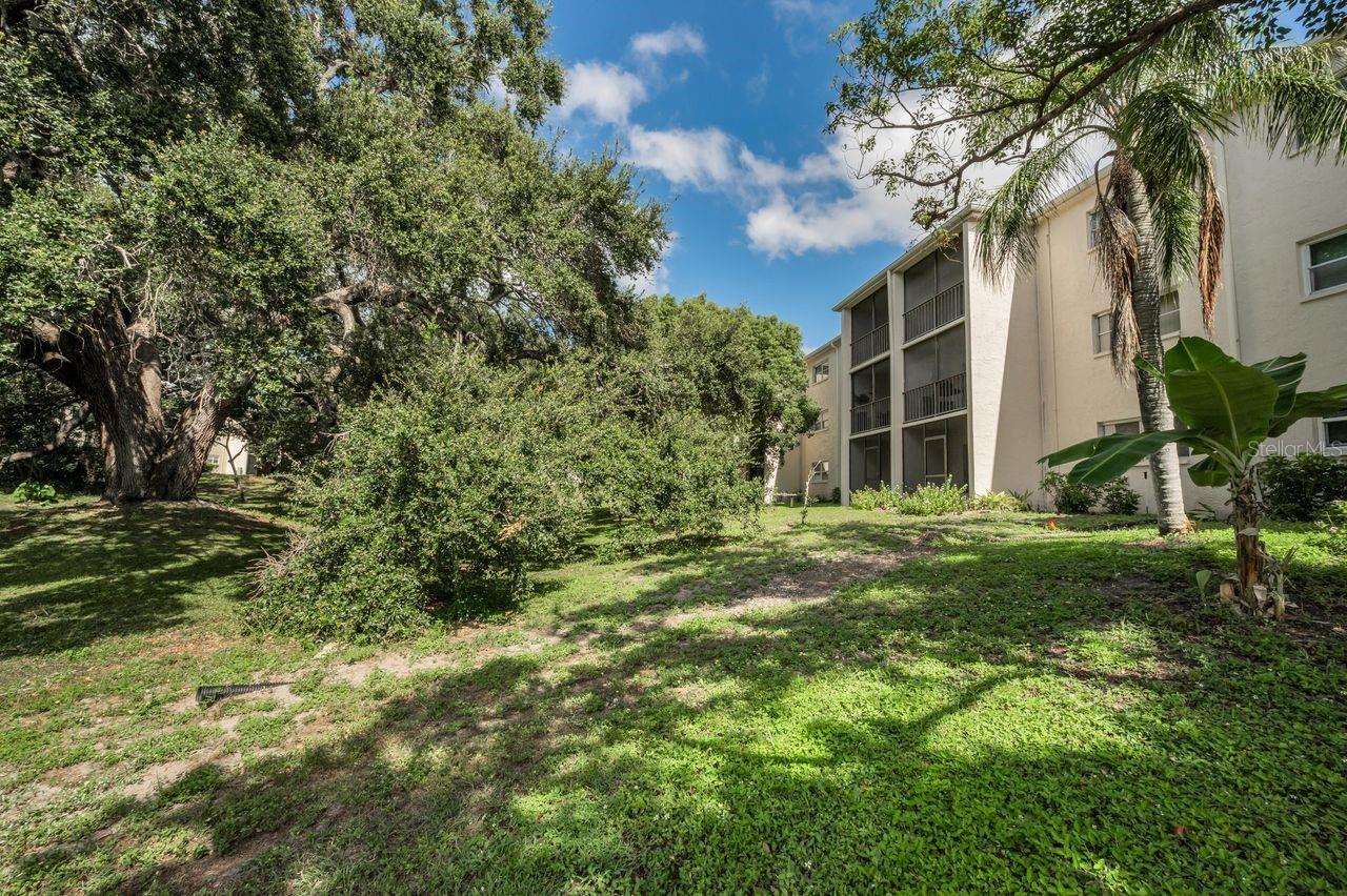back courtyard w/ mature oak trees