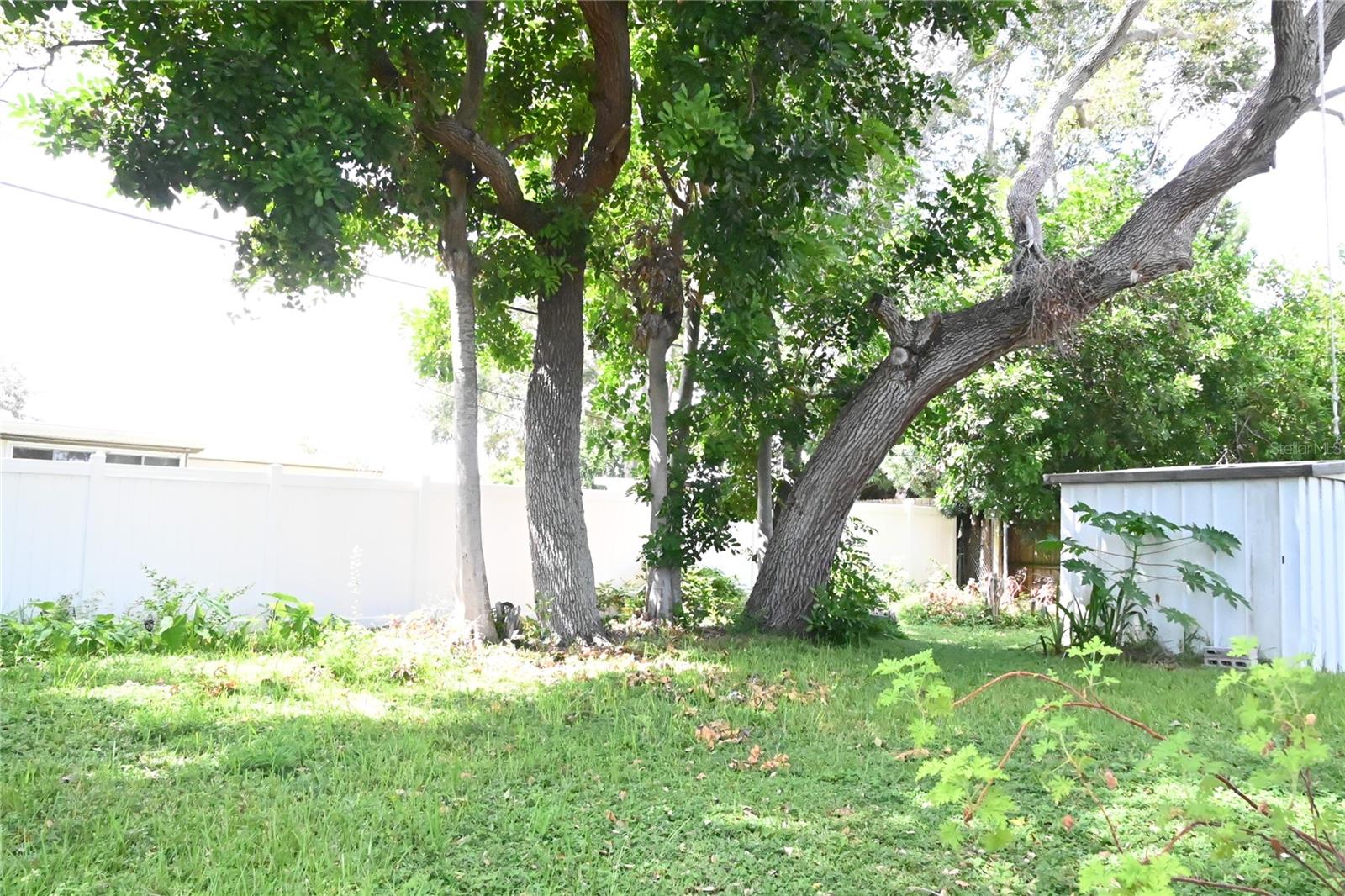 Backyard