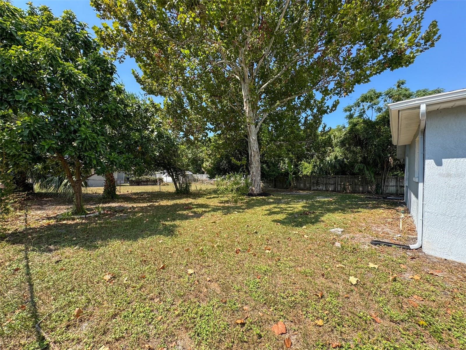 Backyard