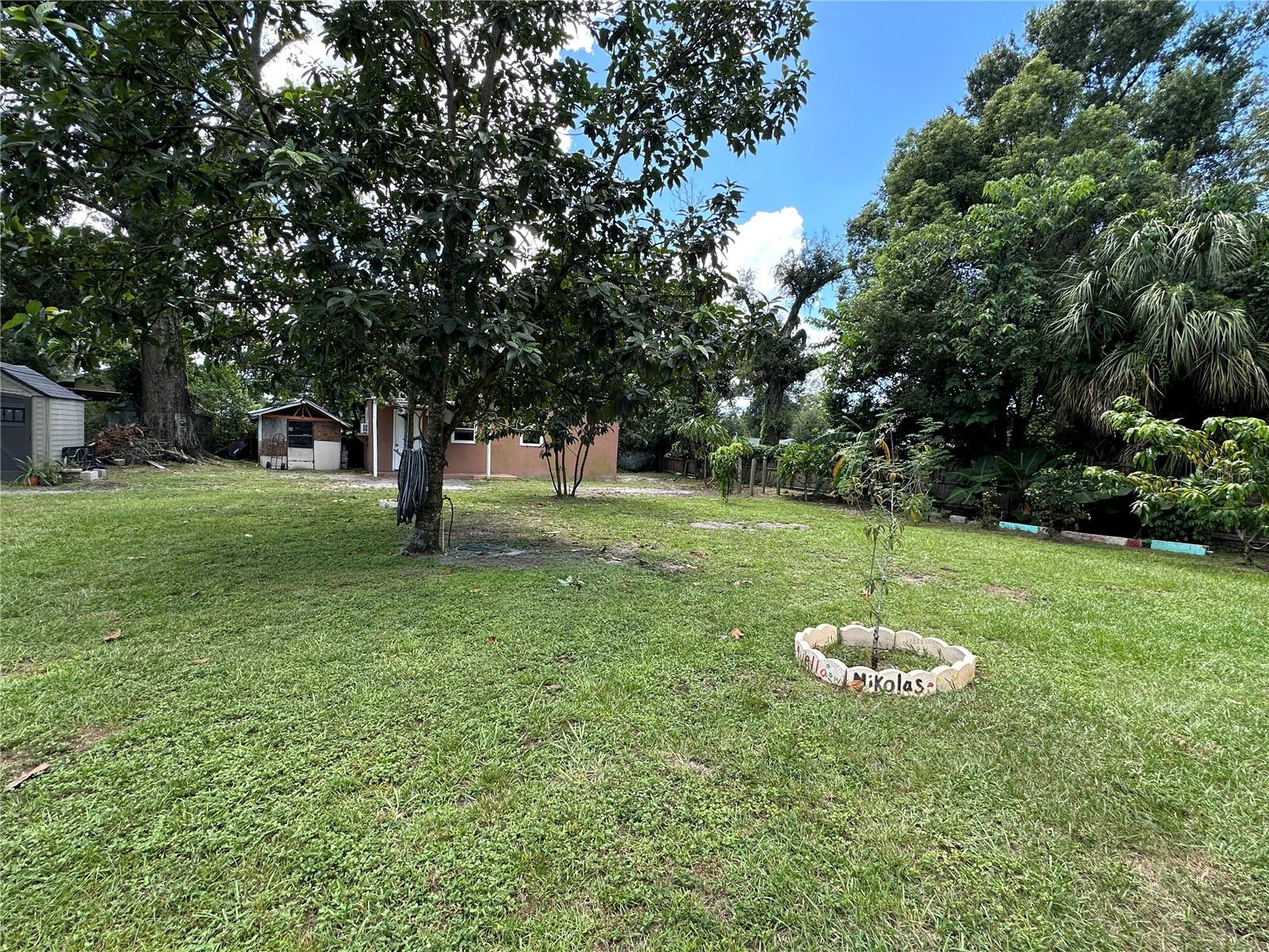 Mature avacado and fruit trees.