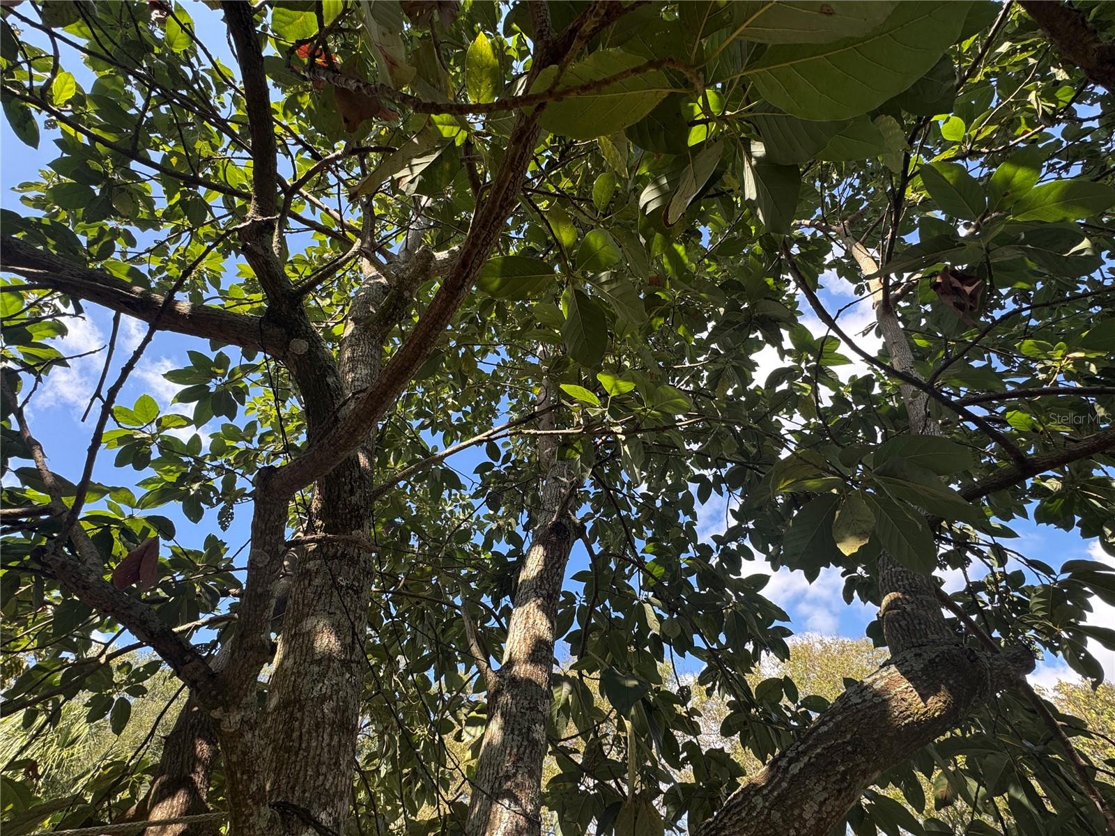 Mature Avacodo trees.