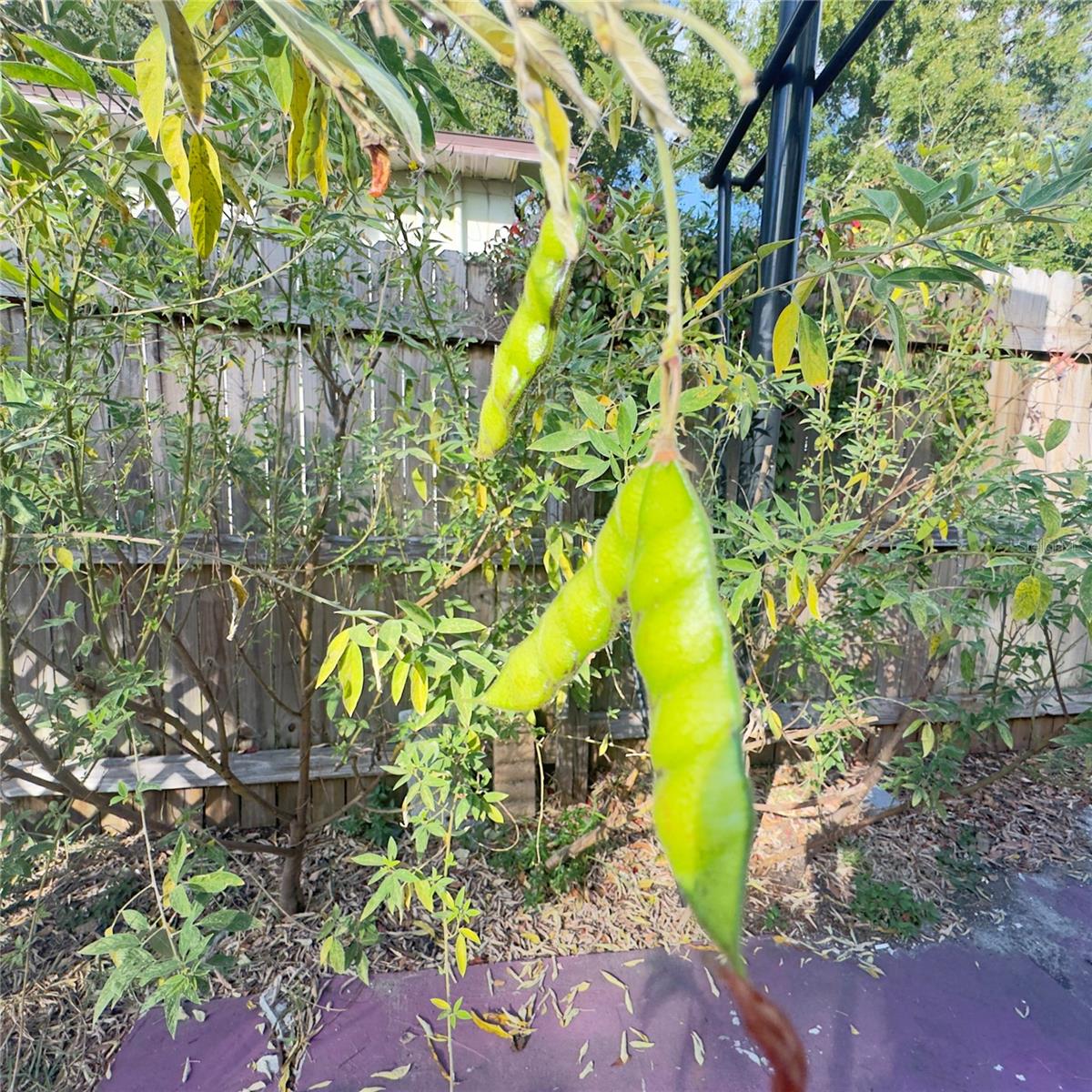 Gondolas pigeon peas
