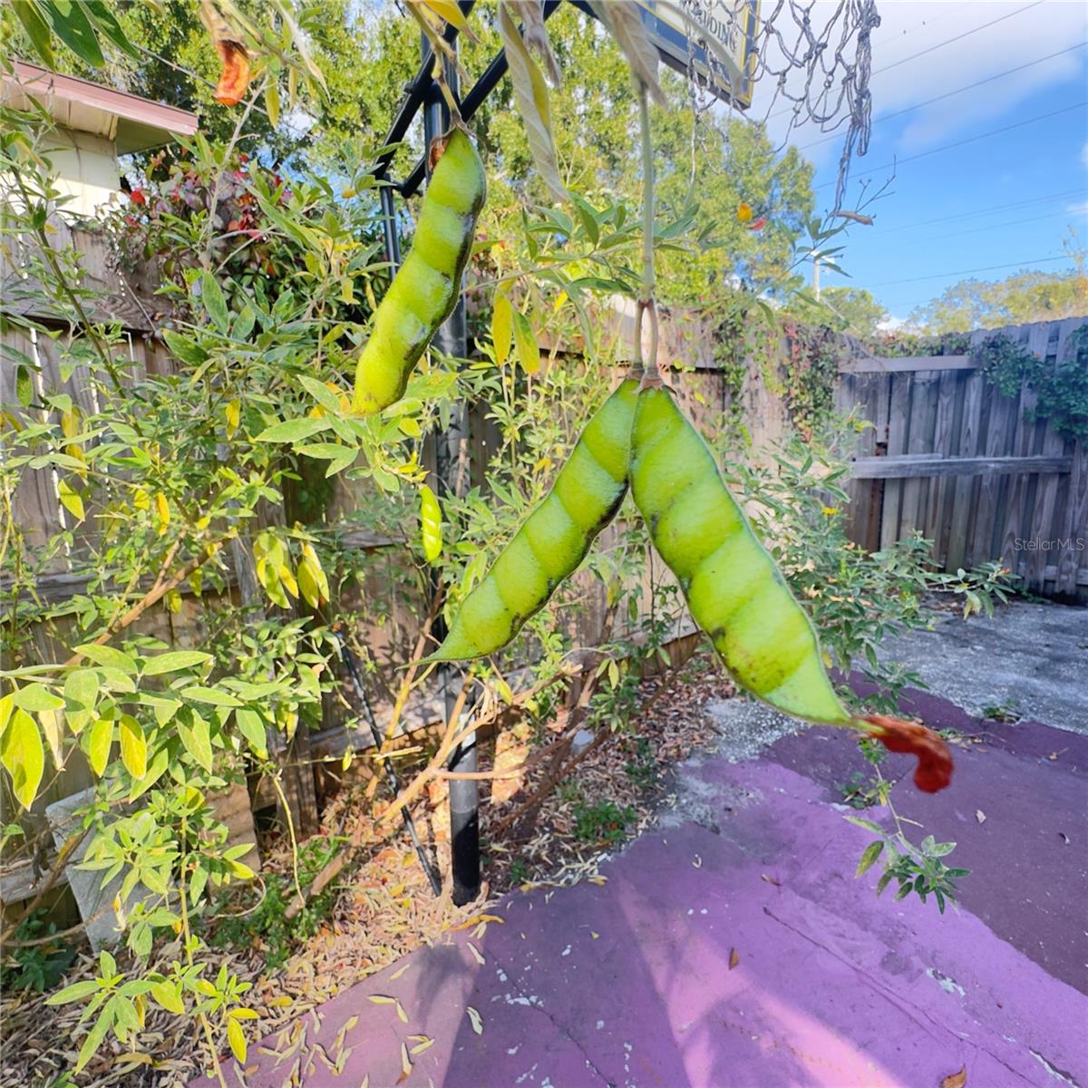 Gondolas pigeon peas