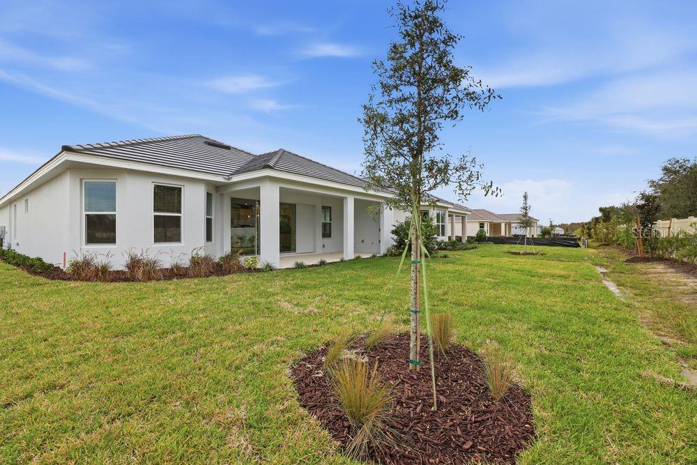 30231 Imperati ~ Ready Now