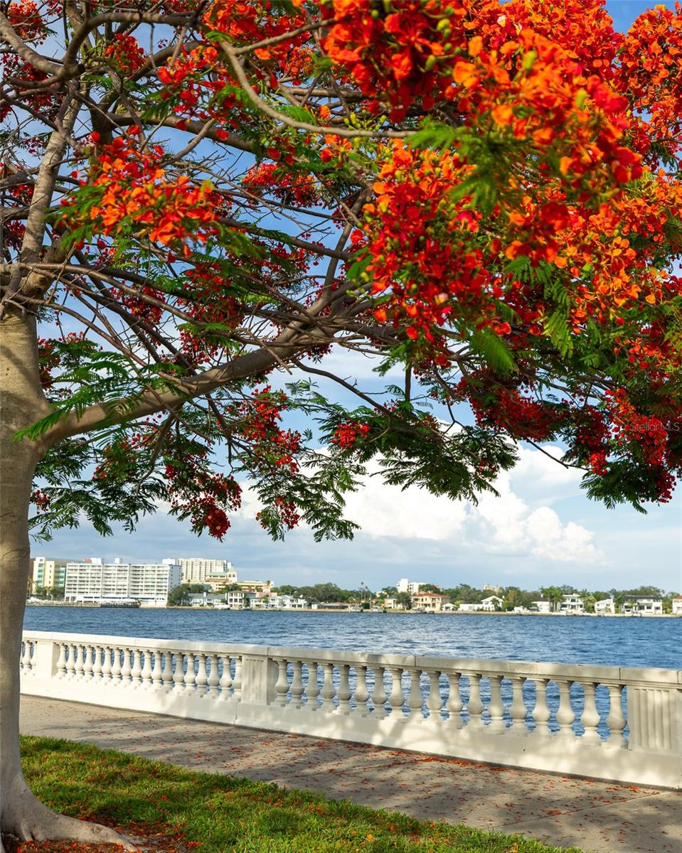 Bayshore Blvd