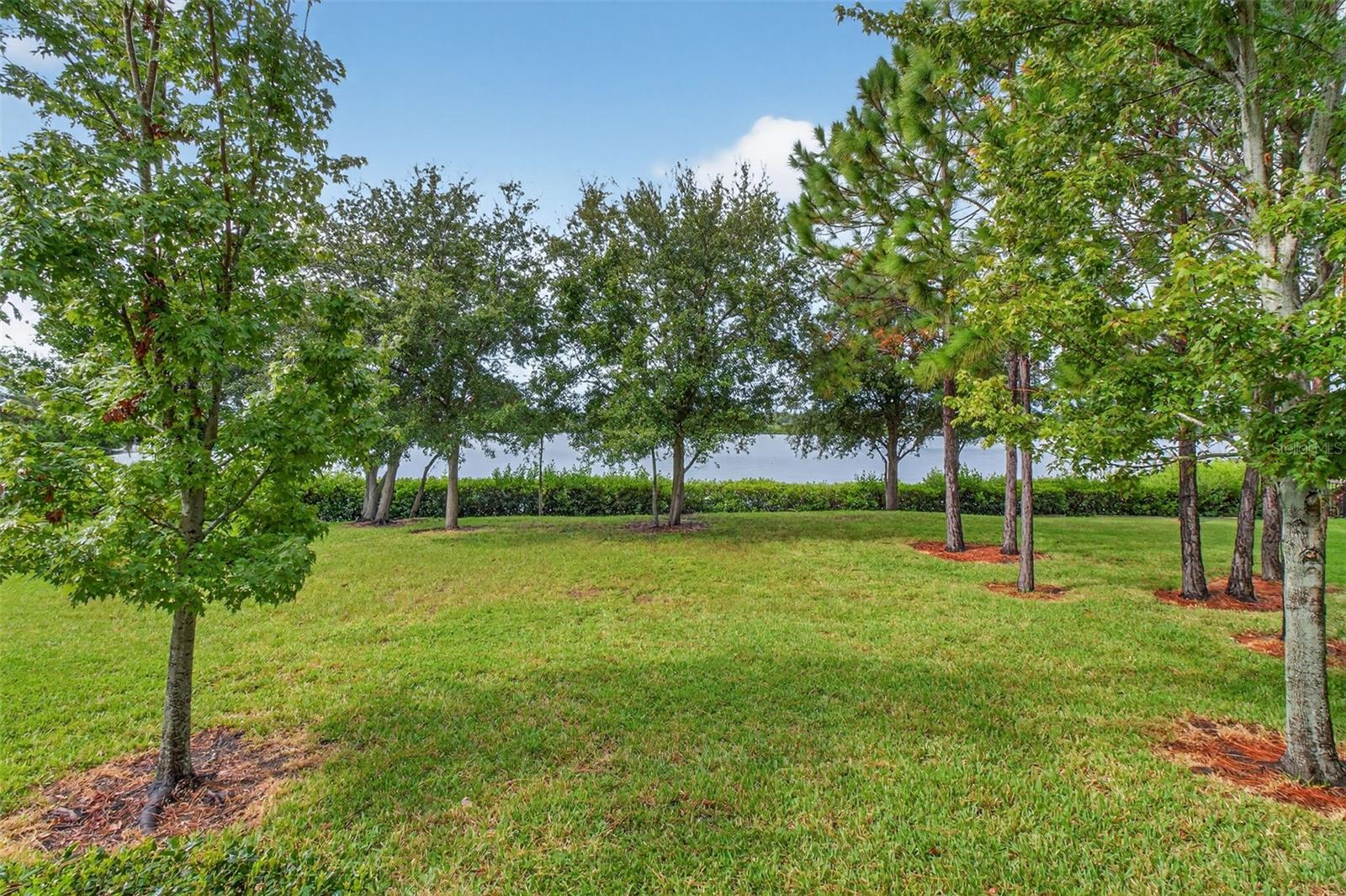 Backyard area