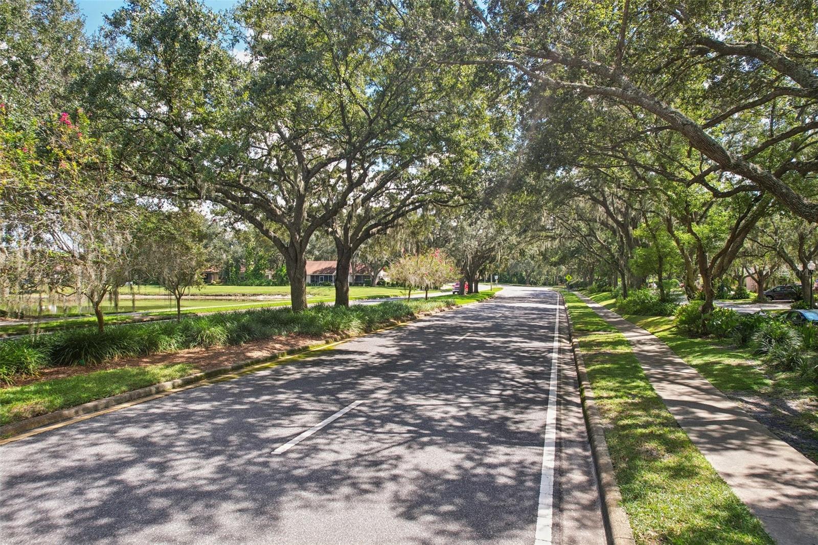 Tree lined street