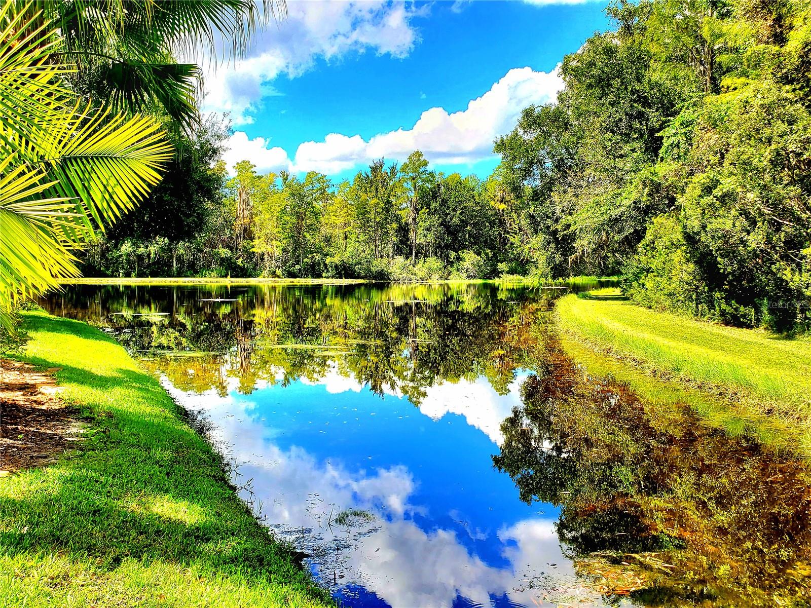 POND VIEW
