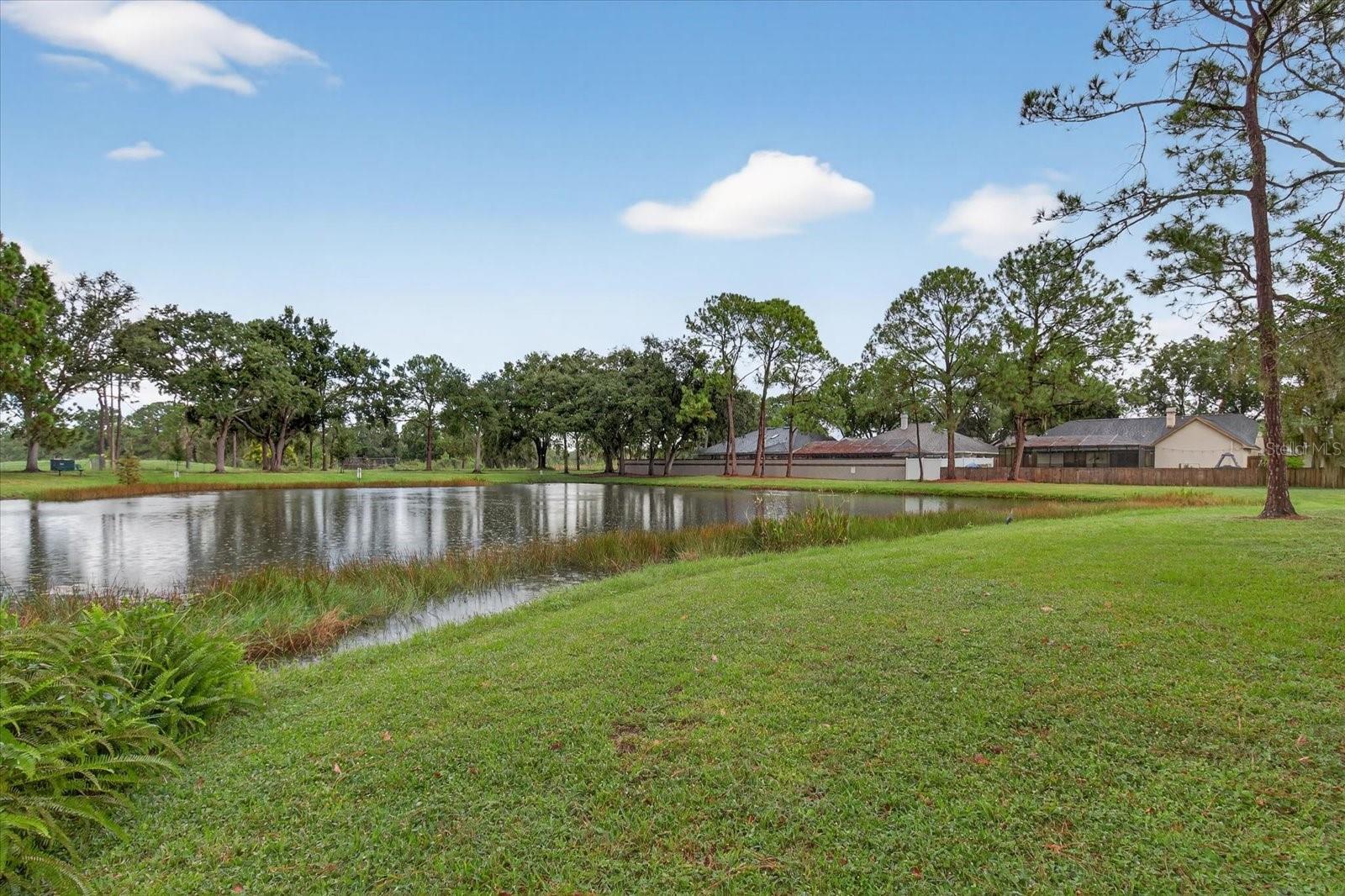Pond