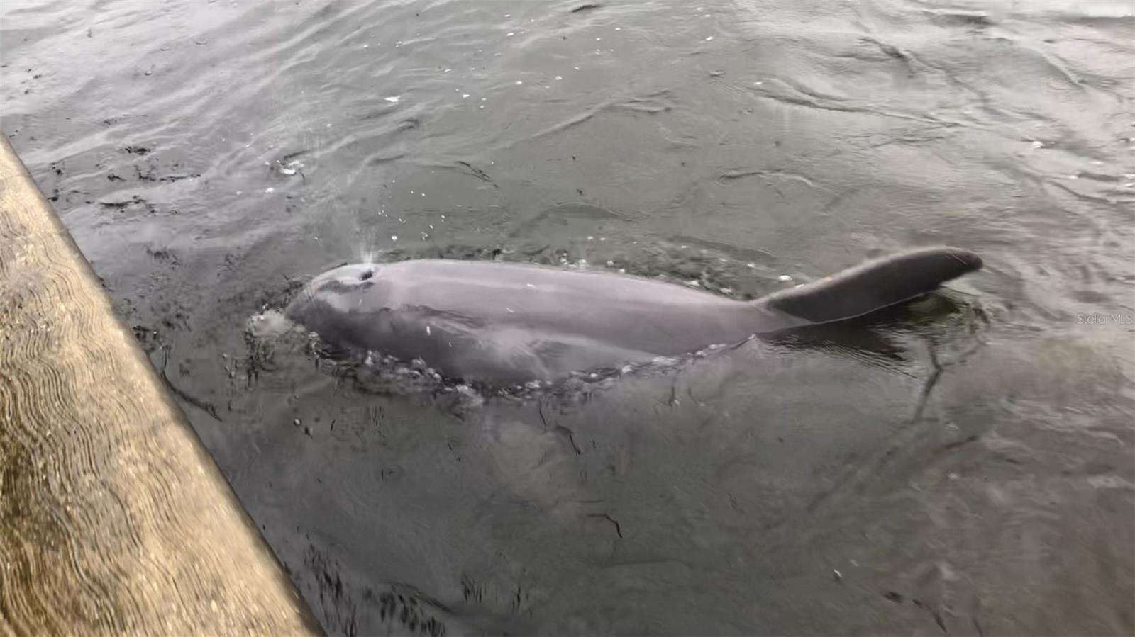 Playful Visitors Right Off The Seawalls