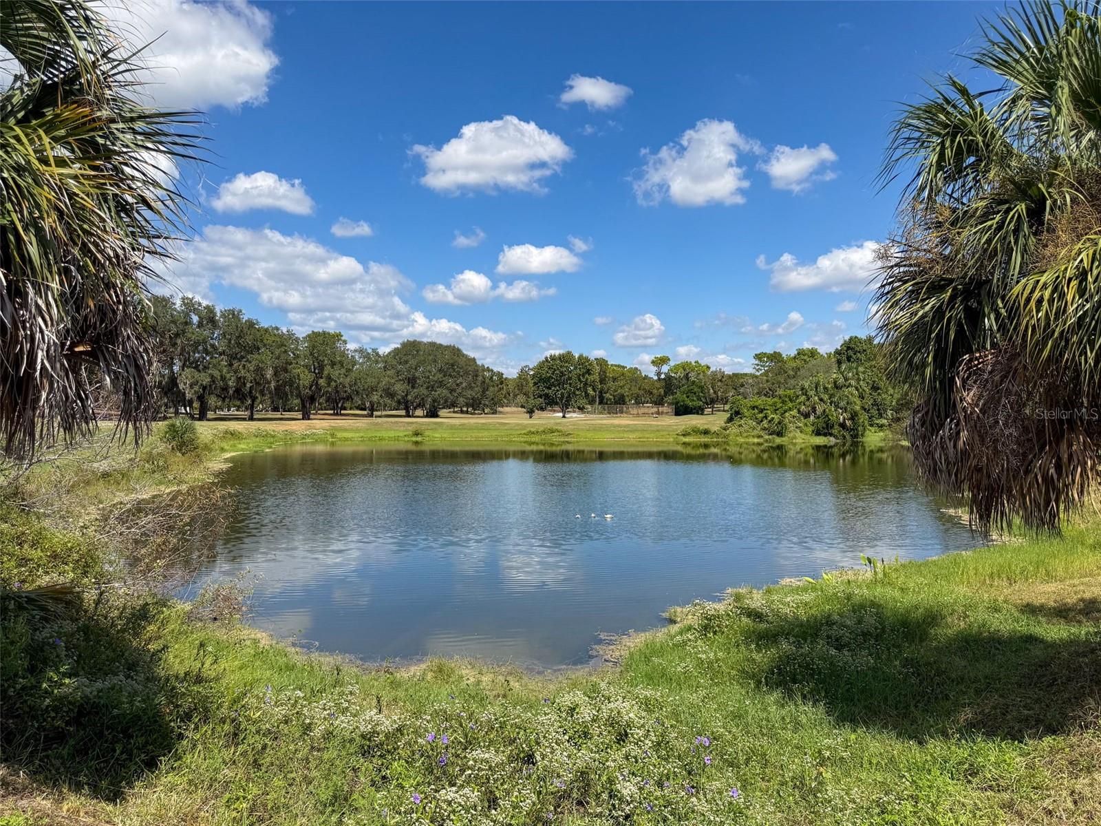 Pond View