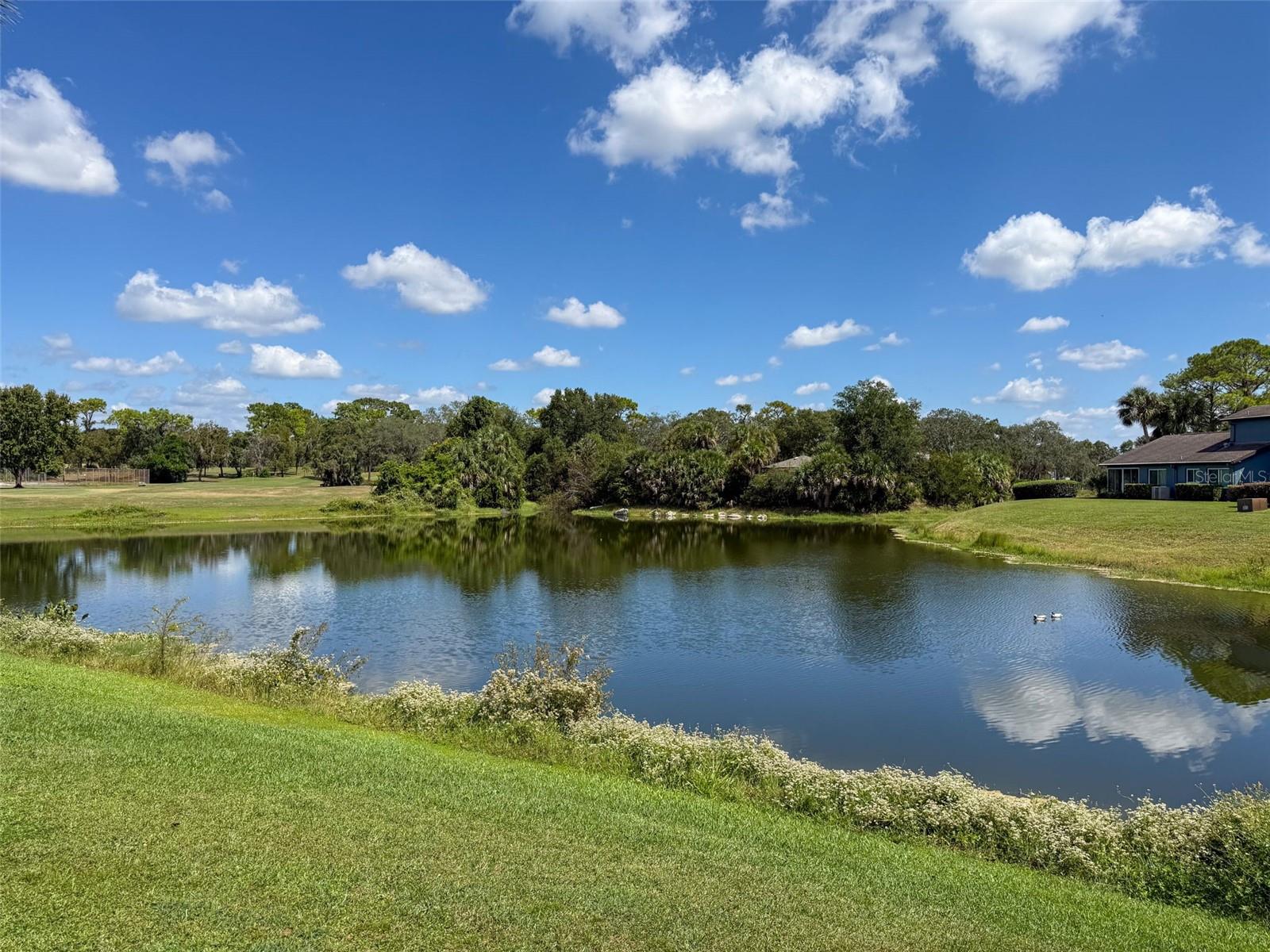 Pond