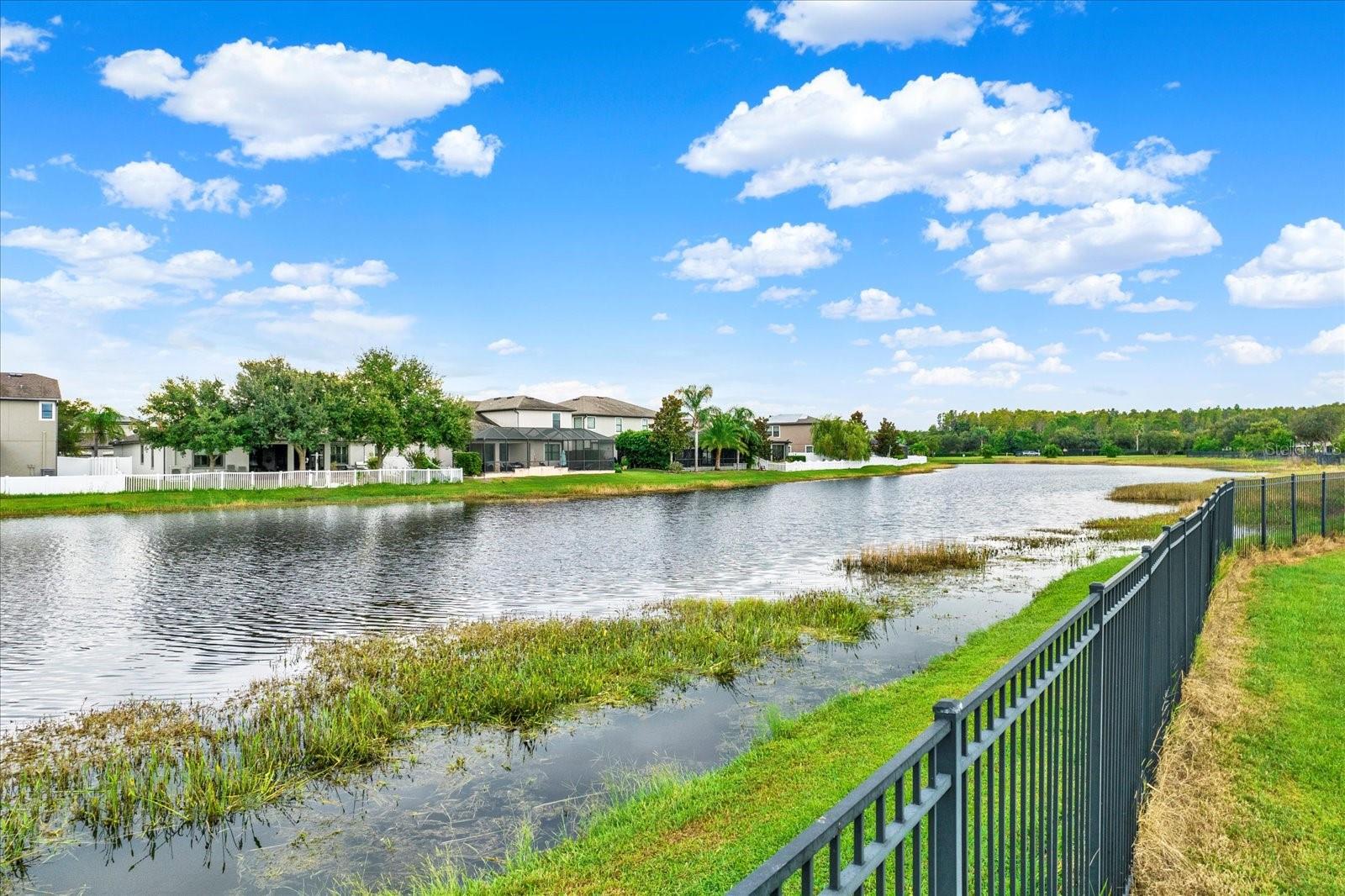 Pond Water View