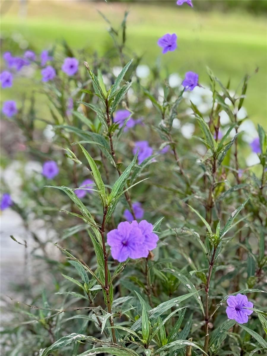 Lovely landscaping outside the back door