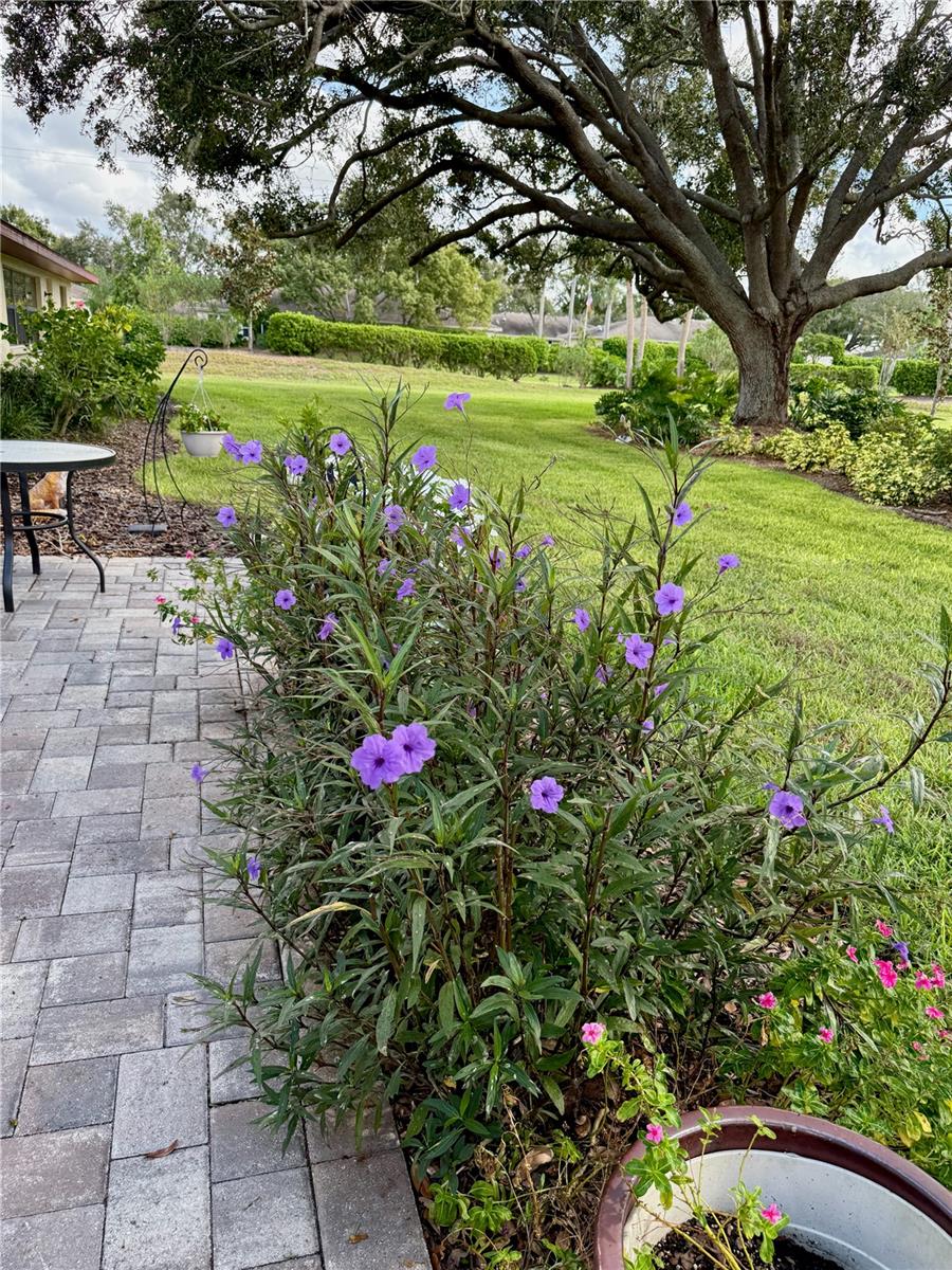 View of the patio from the back door