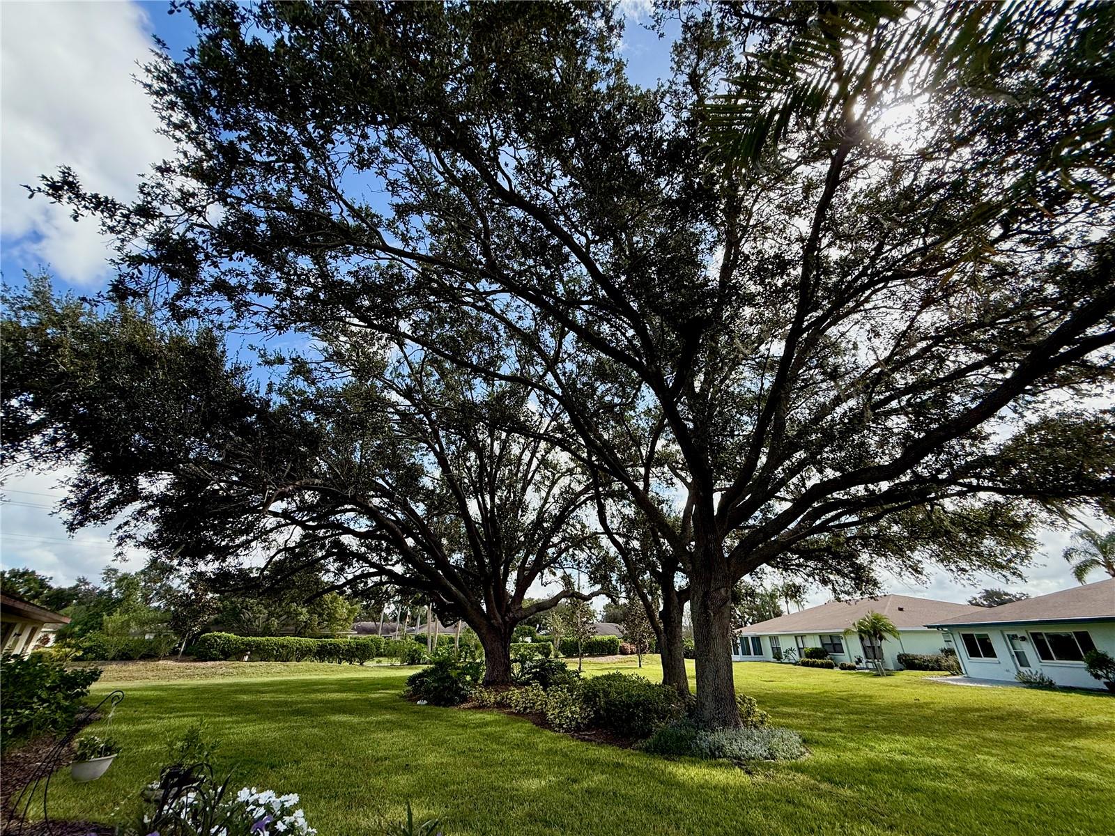Large trees provide shade in the backyard