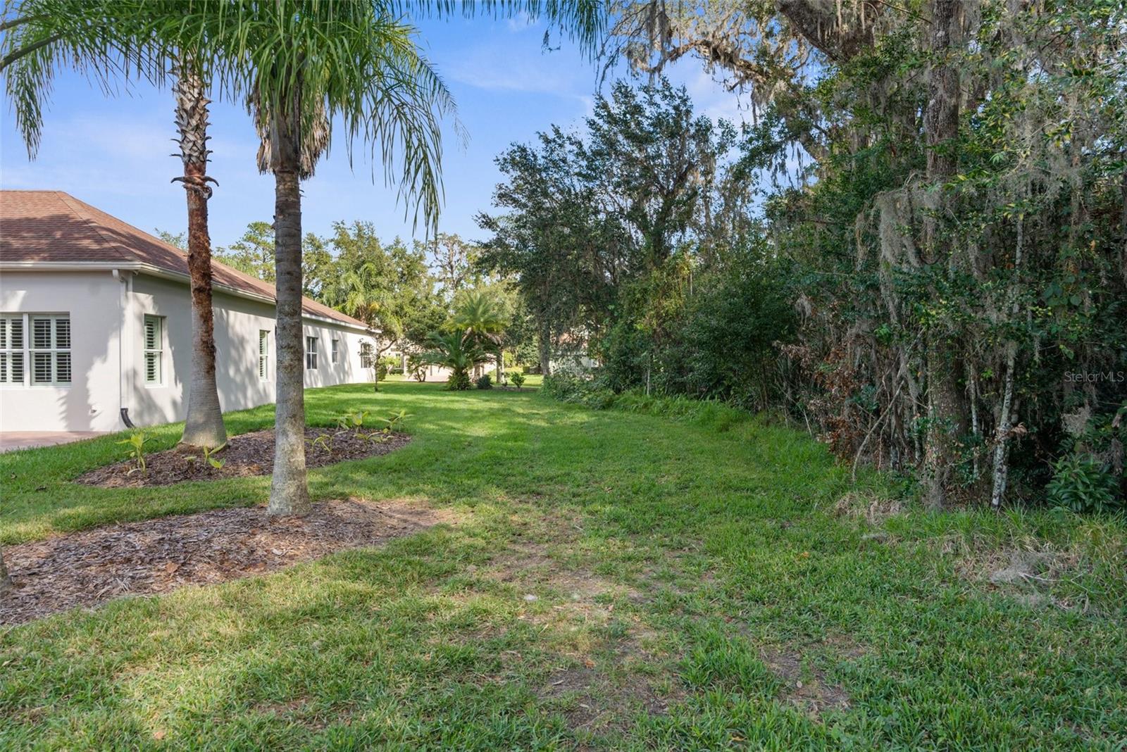 Rear yard with palm trees.