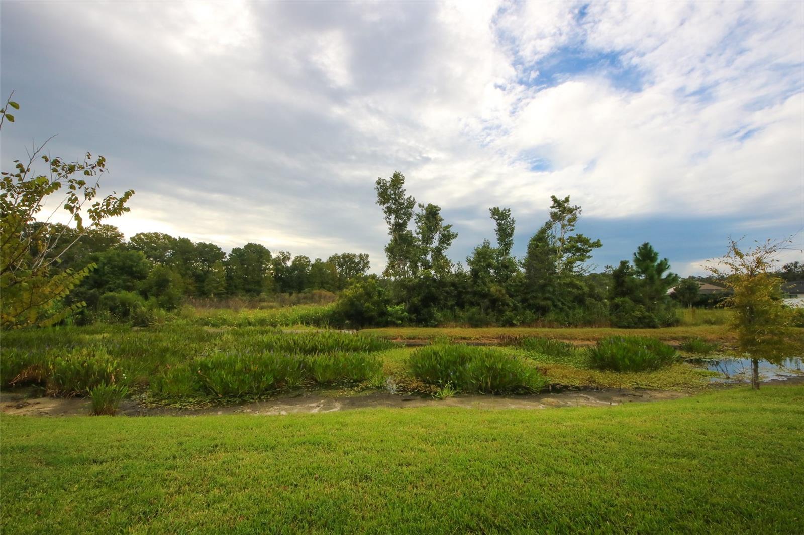 Pond view