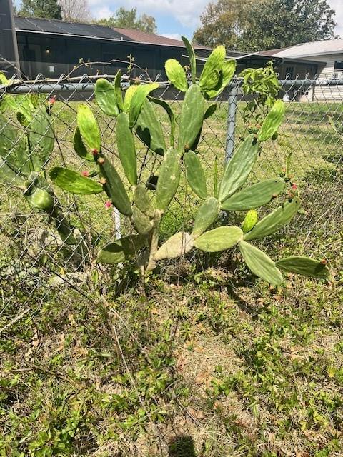 cactus plant in backyard