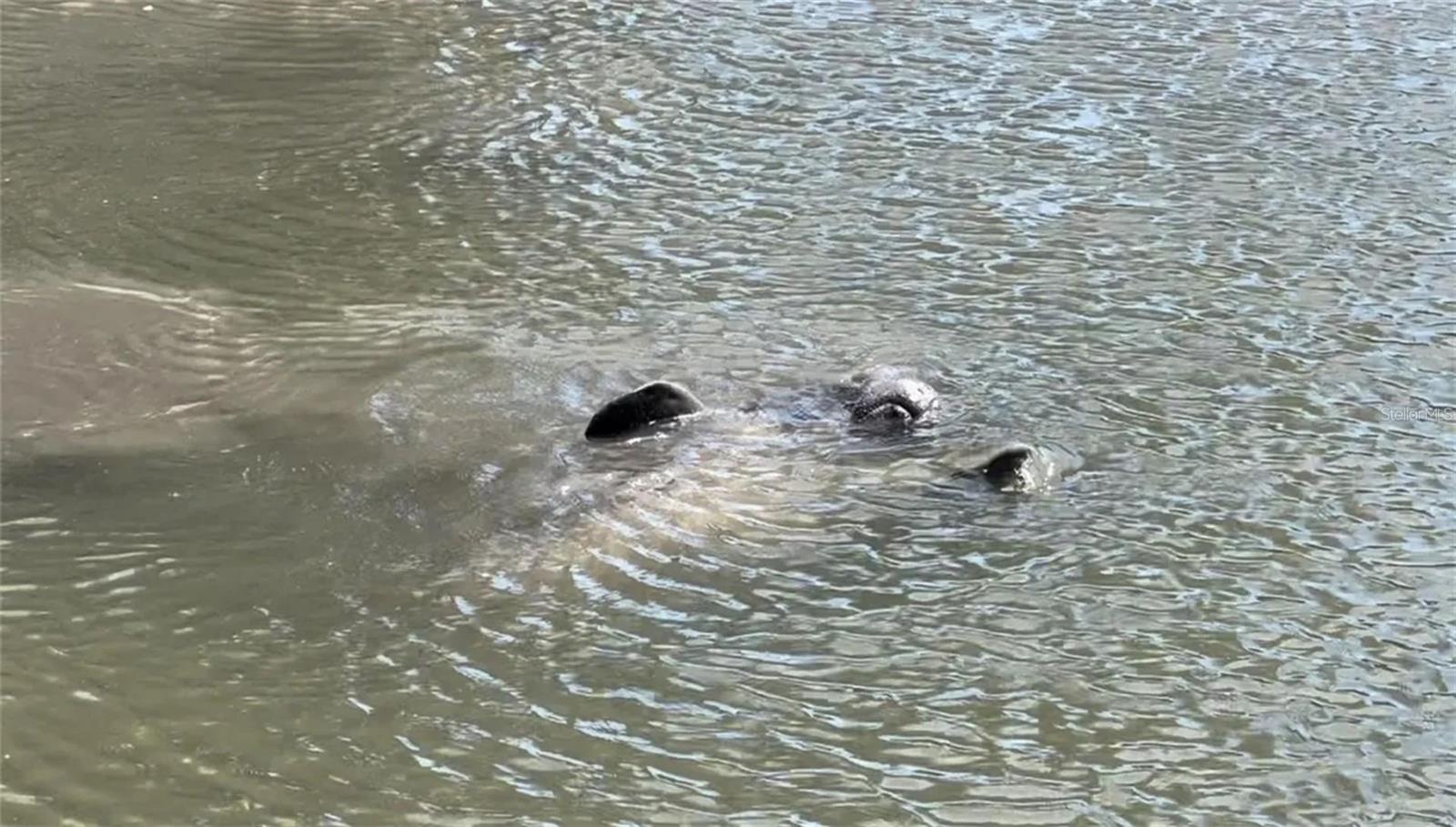 manatees in the canal