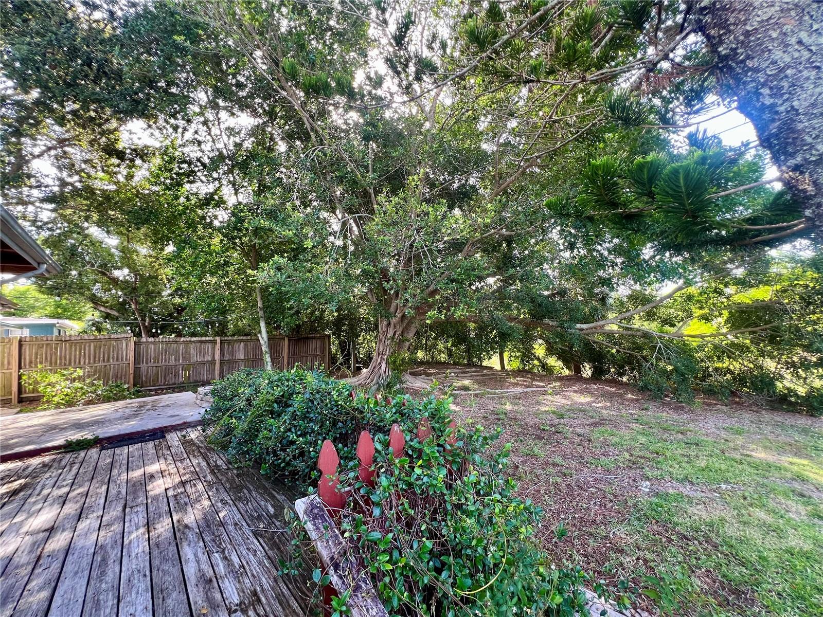 Back yard